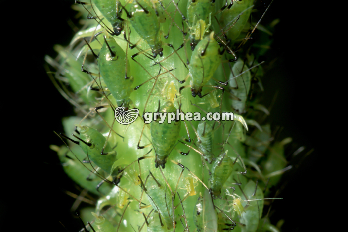 Pucerons verts - gryphea.com